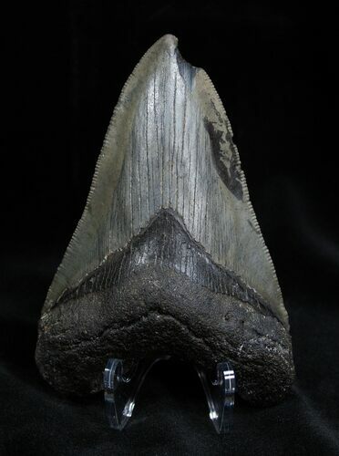 Inch Georgia Megalodon Tooth #1383